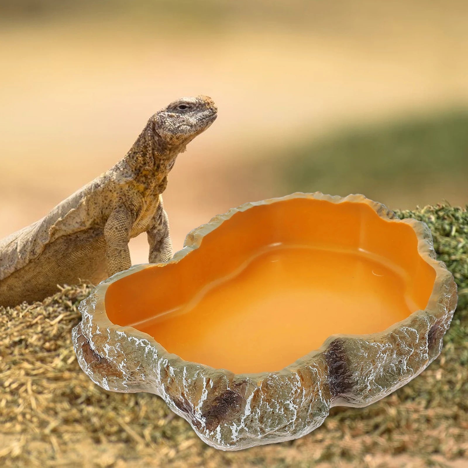 Reptile Water Bowl — Terrarium Feeding Dish for Frogs, Chameleons & Tortoises