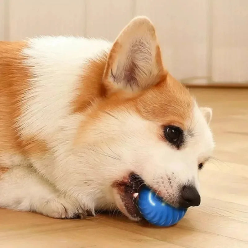 USB Rechargeable Bouncing Dog Ball — Automatic Interactive Chew Toy