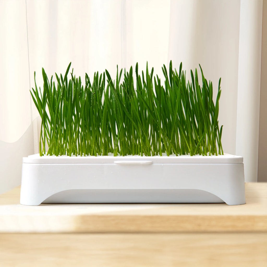 Cat Grass Planting Basin — Soilless Hydroponic Wheatgrass Pot
