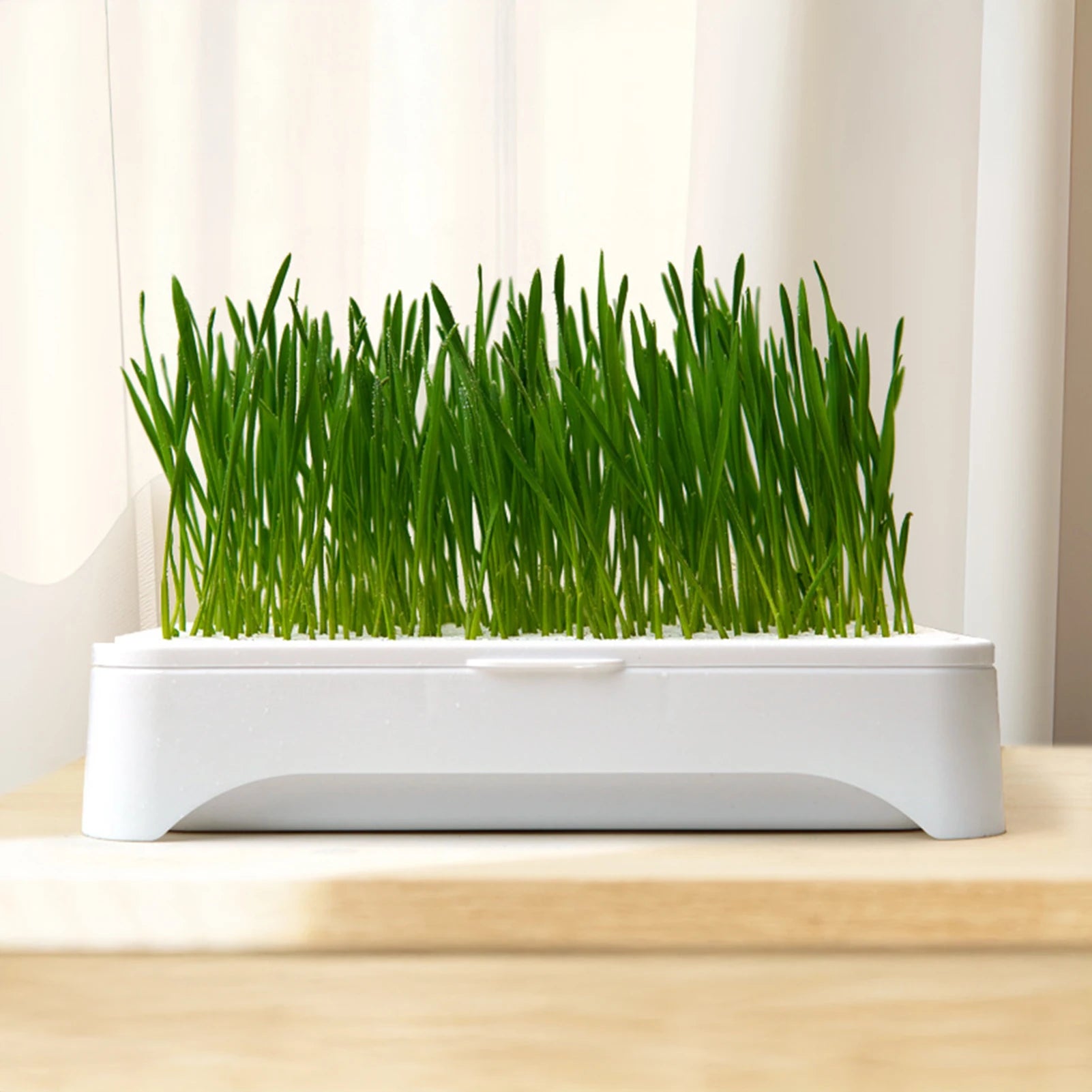 Cat Grass Planting Basin — Soilless Hydroponic Wheatgrass Pot