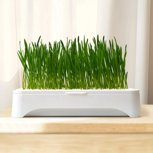 Cat Grass Planting Basin — Soilless Hydroponic Wheatgrass Pot