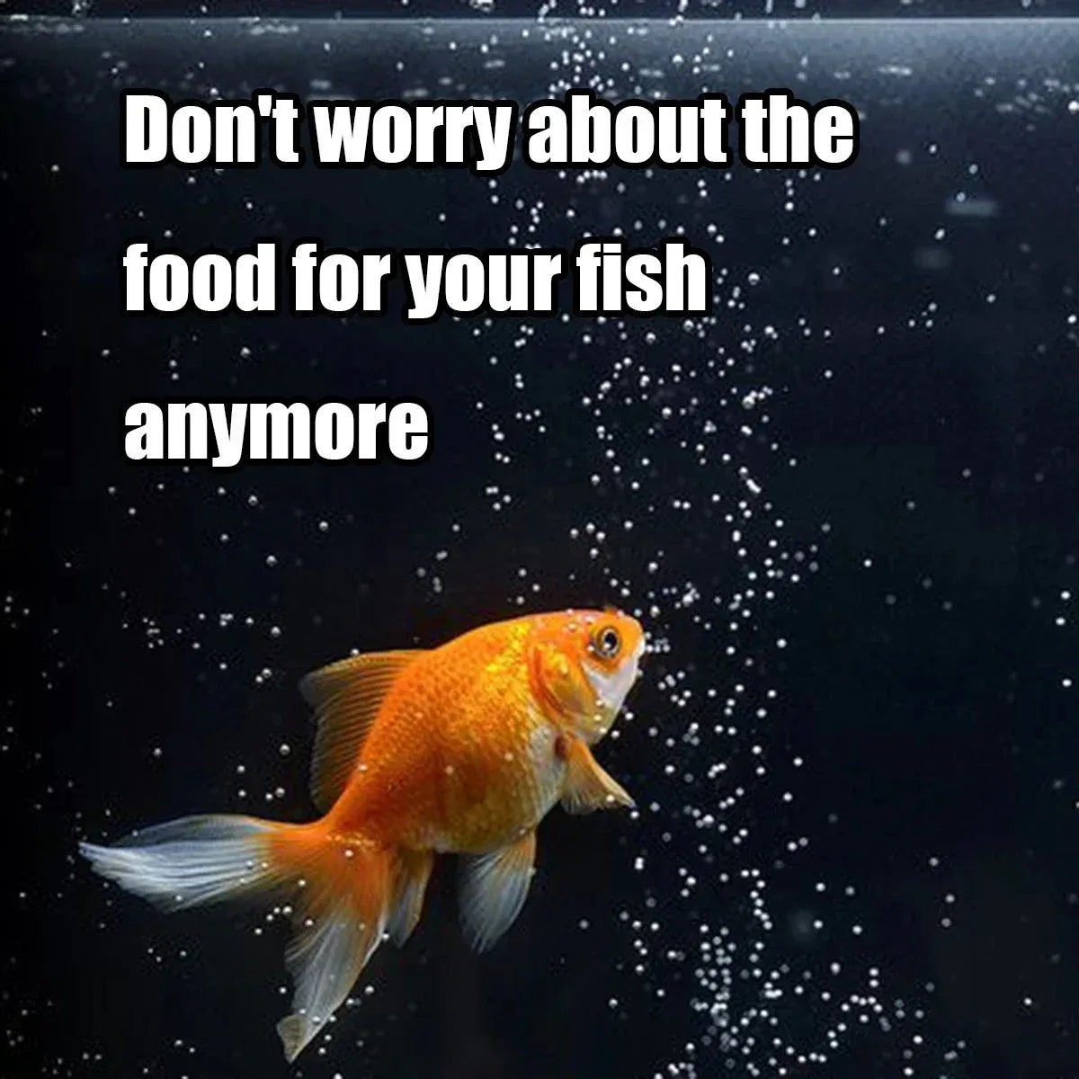 Programmable Aquarium Fish Feeder — Battery-Operated Timer, 100ml Capacity