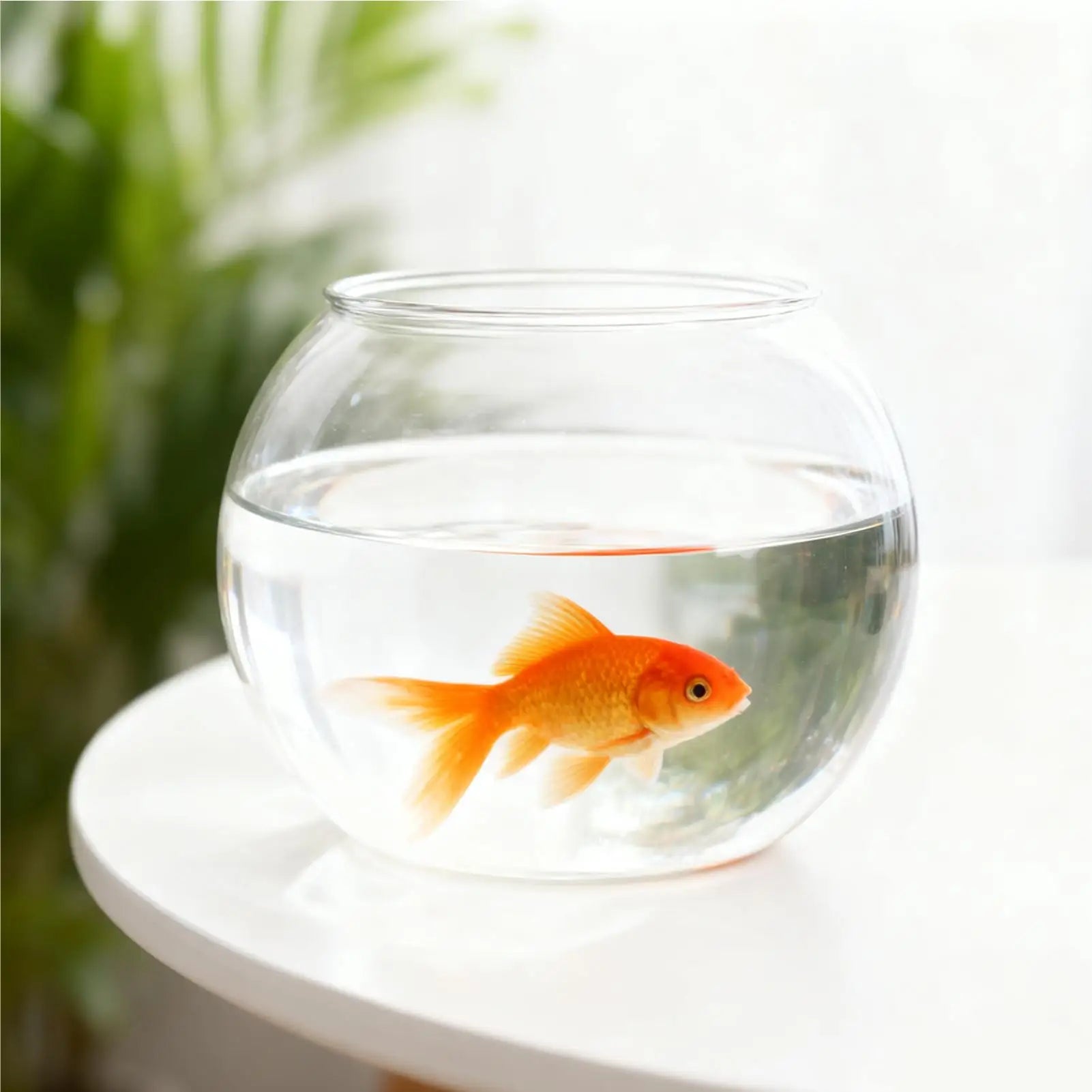 Bubble Fish Bowl — Space-Saving Aquarium Bowl for Table Centerpieces